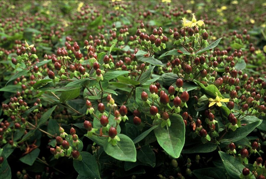 Zier-Johanniskraut ‘Rheingold’ (Hypericum inodorum)