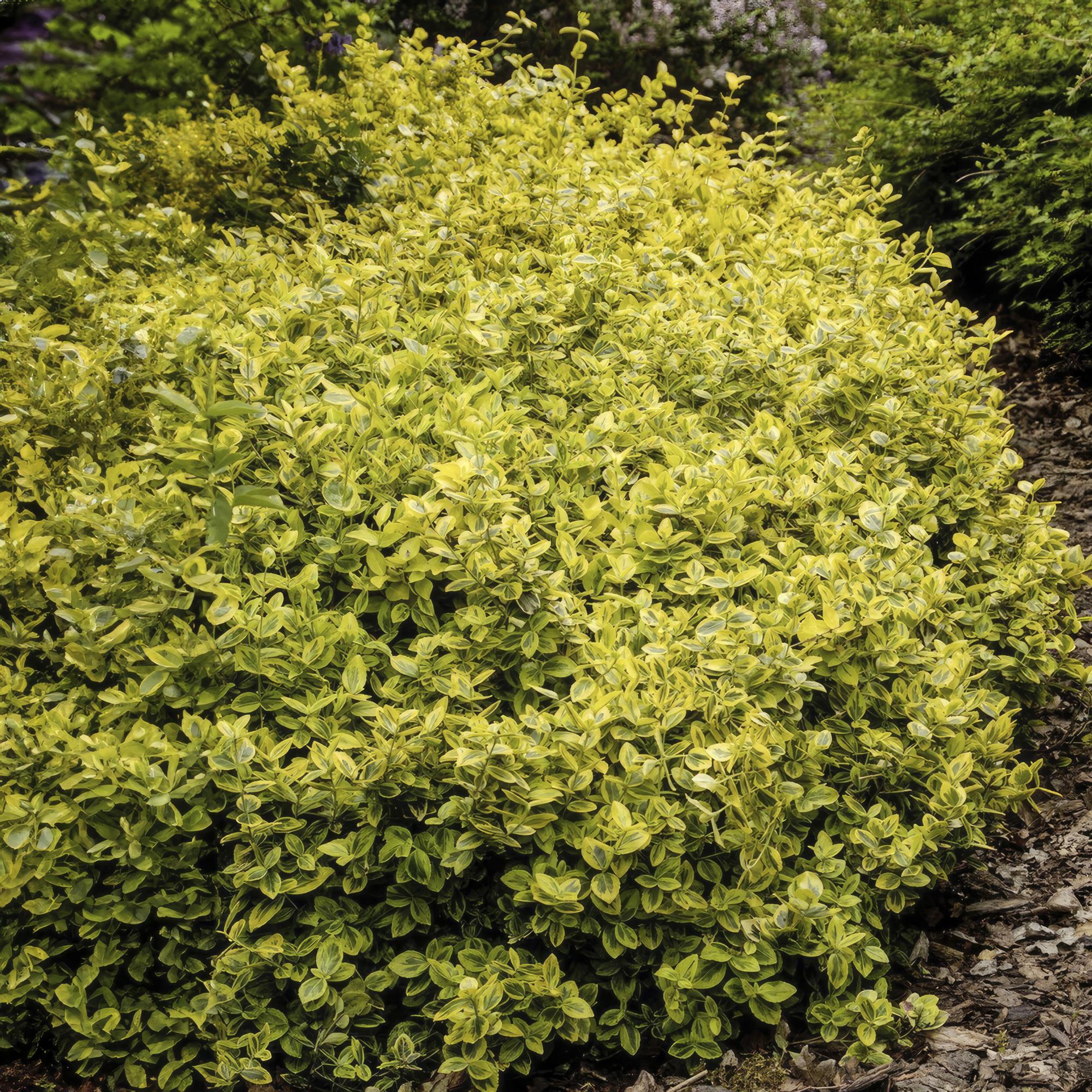 Kriechspindel ‘Emerald ’n Gold’ (Euonymus fortunei)