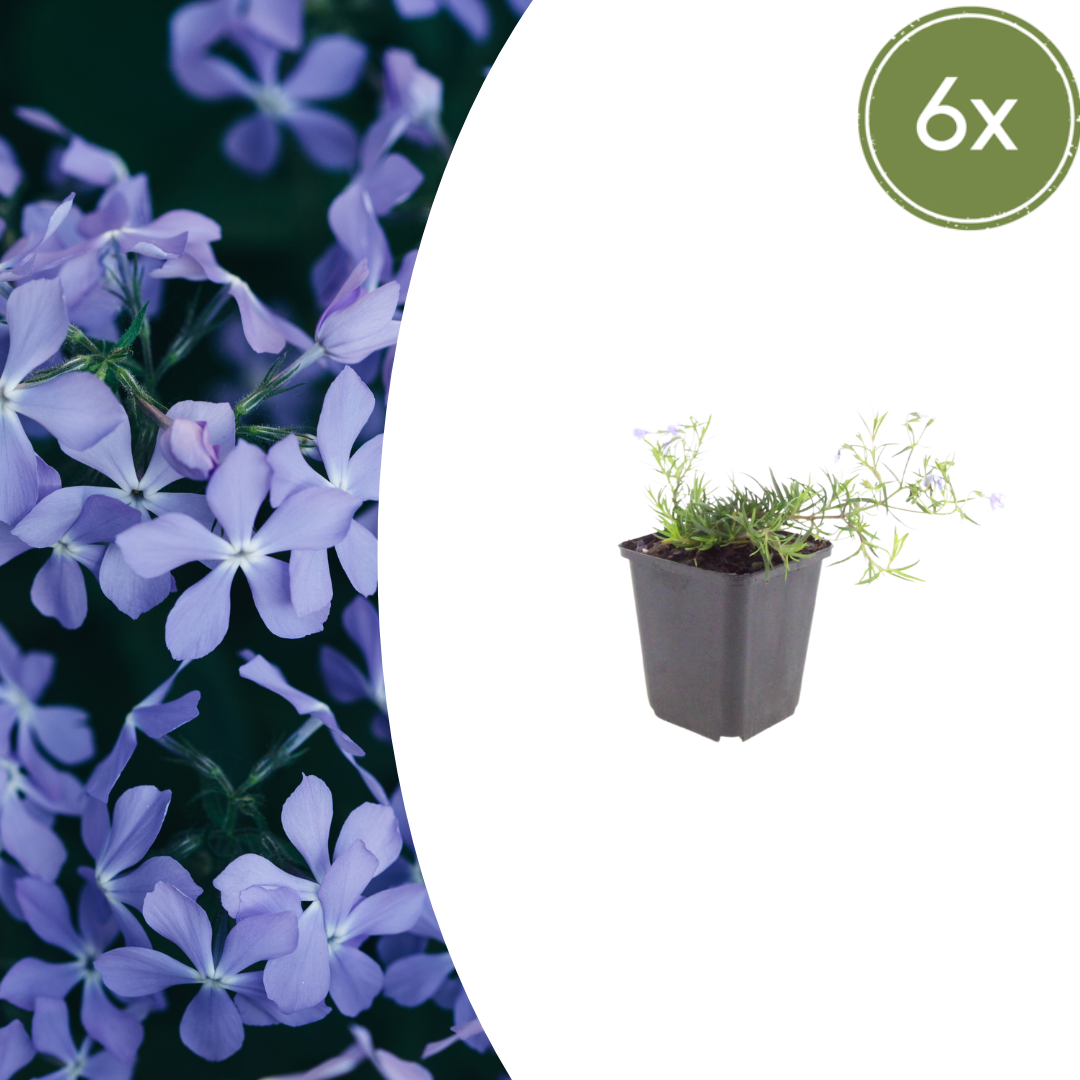 Phlox subulata ‘Emerald Cushion Blue’ (Polster-Phlox)
