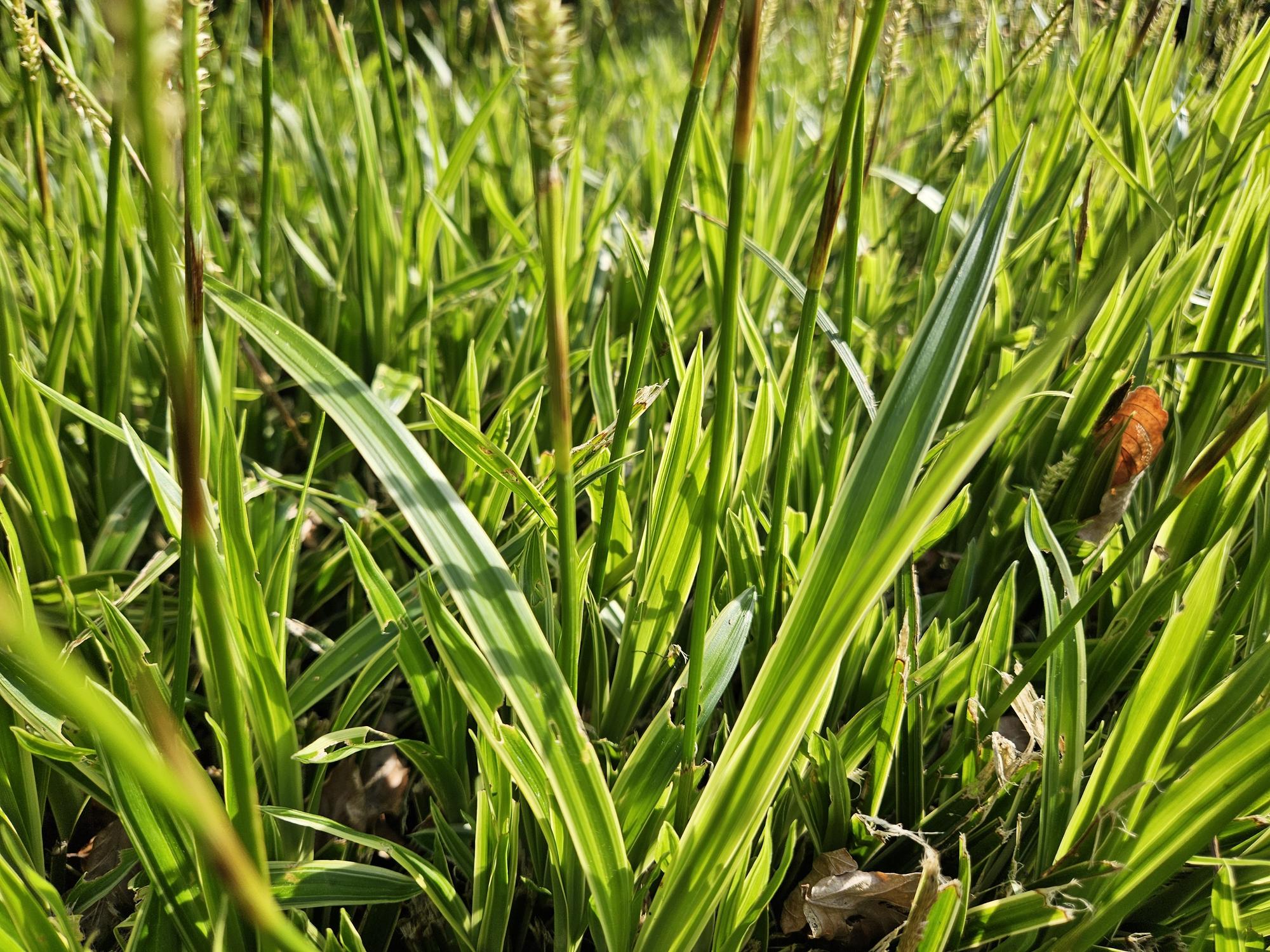 Japan-Segge ‘Aureovariegata’ (Carex morrowii)