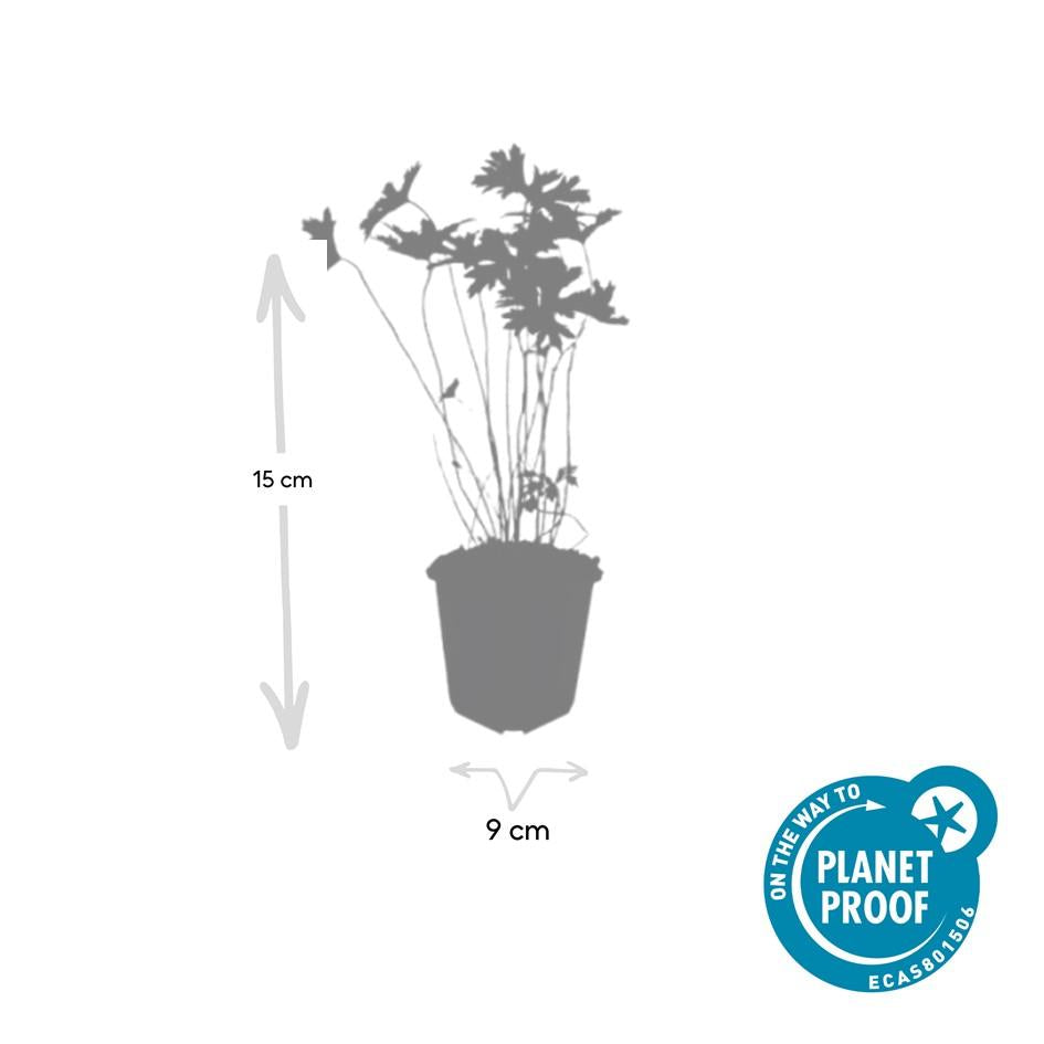 Storchschnabel ‘Johnson’s Blue’ (Geranium)