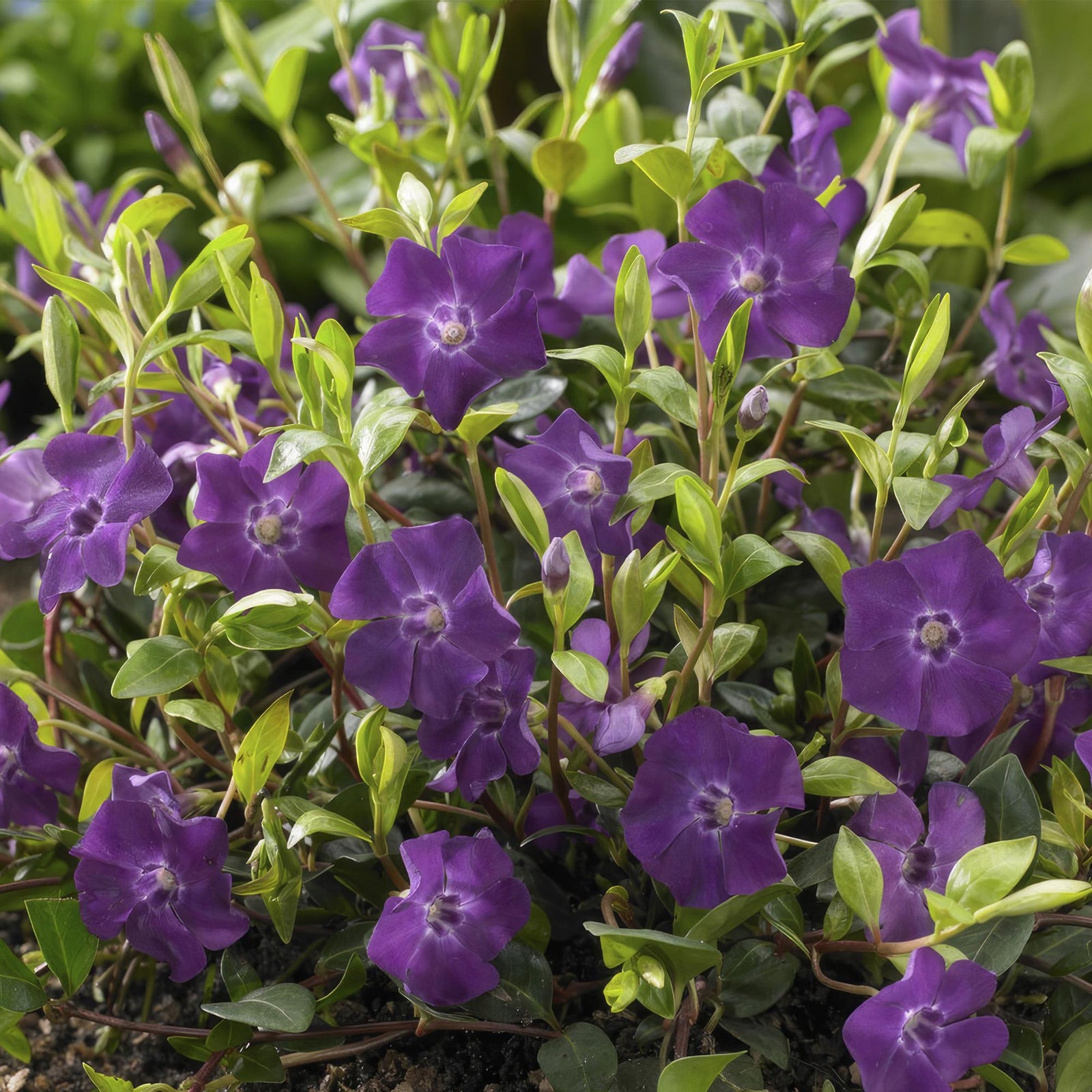 Kleines Immergrün ‘Atropurpurea’ (Vinca minor)