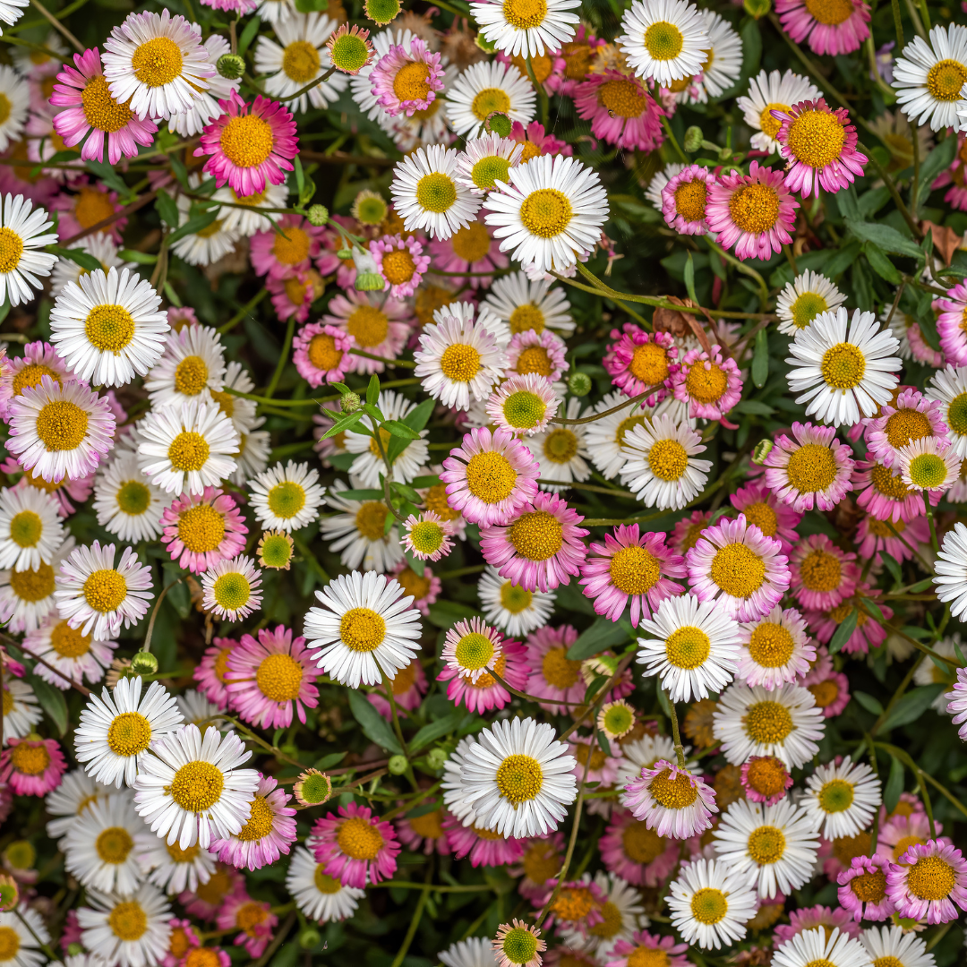Erigeron karvinskianus (Spanisches Gänseblümchen)