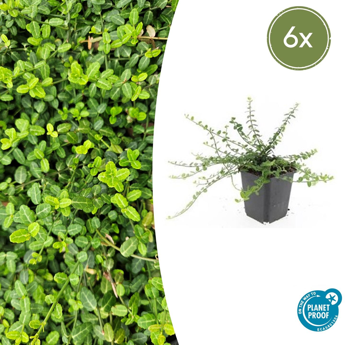 Kriechspindel ‘Minimus’ (Euonymus fortunei)