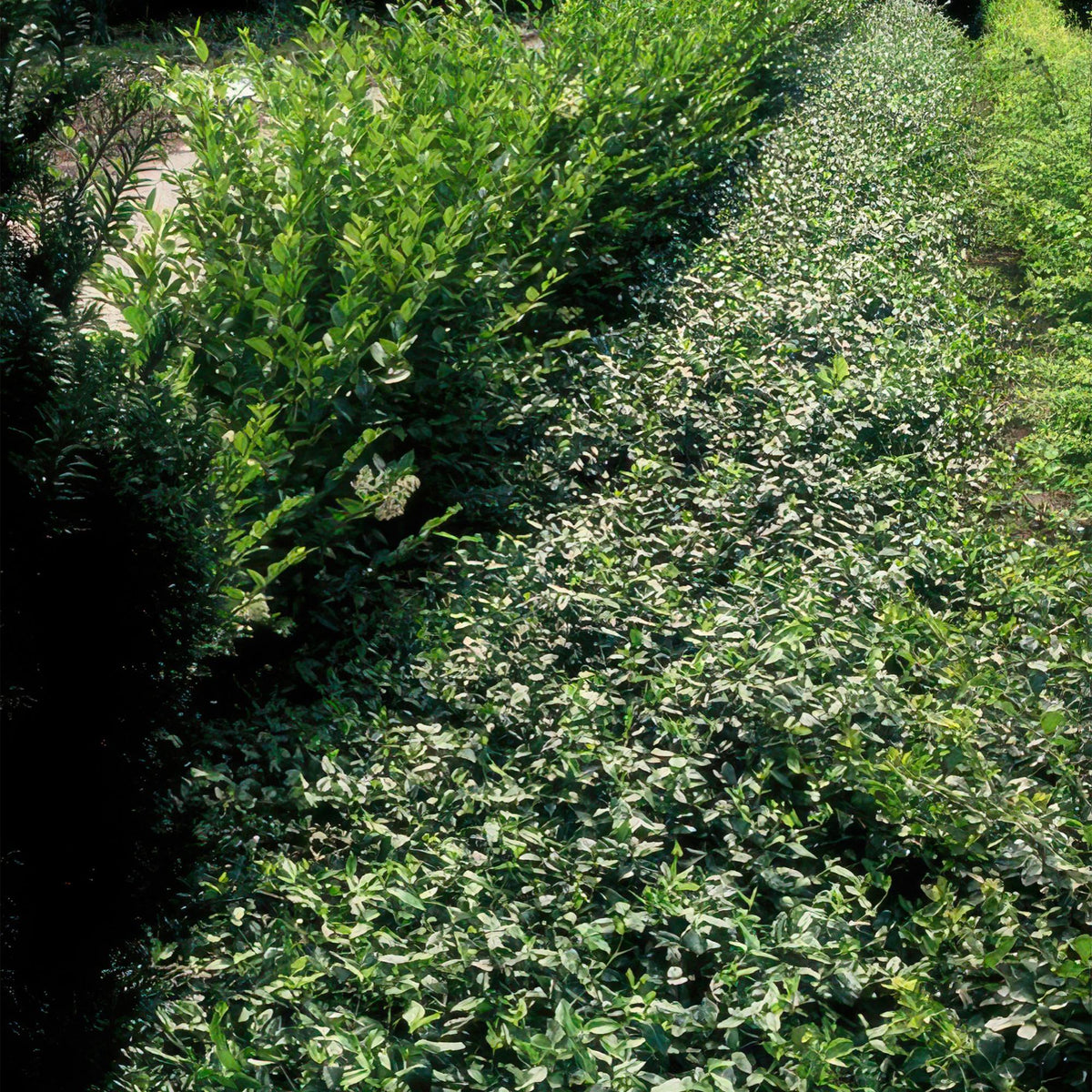 Euonymus fortunei ‘Radicans’ (Kriechspindel)