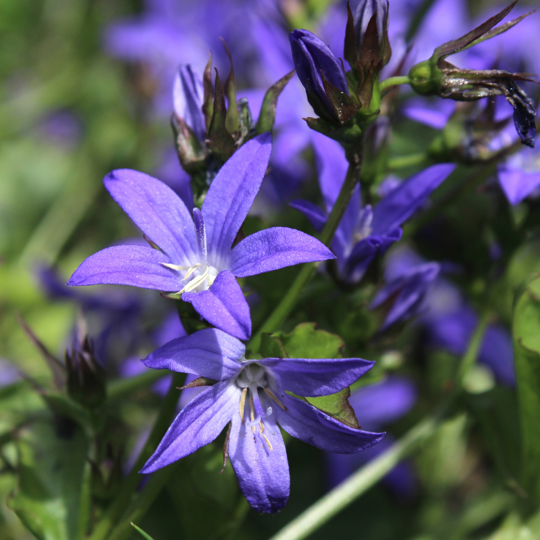 Campanula poscharskyana (Polster-Glockenblume)