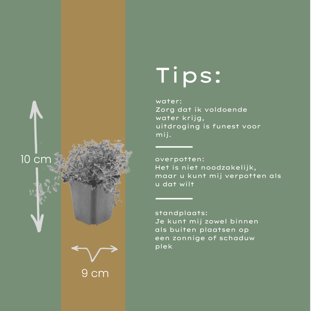 Thymus serpyllum (Sand-Thymian)