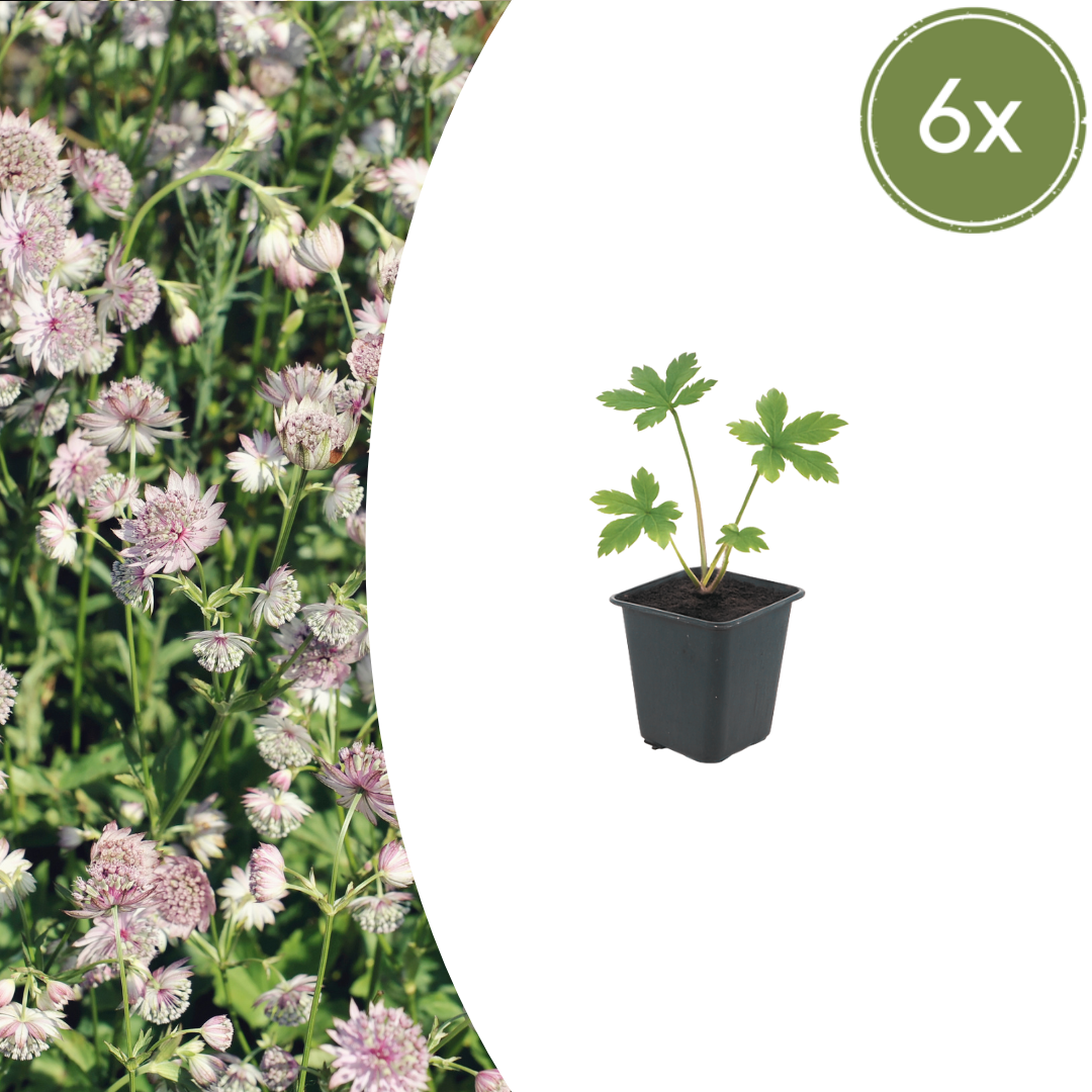 Sterndolde (Astrantia major)