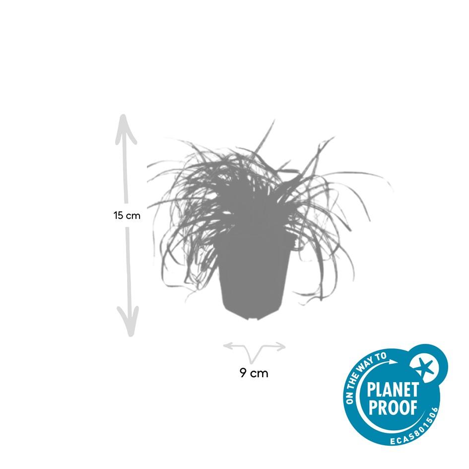 Carex oshimensis ‘Evergold’ (Japan-Segge)