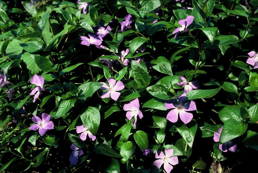 Vinca major (Großes Immergrün)