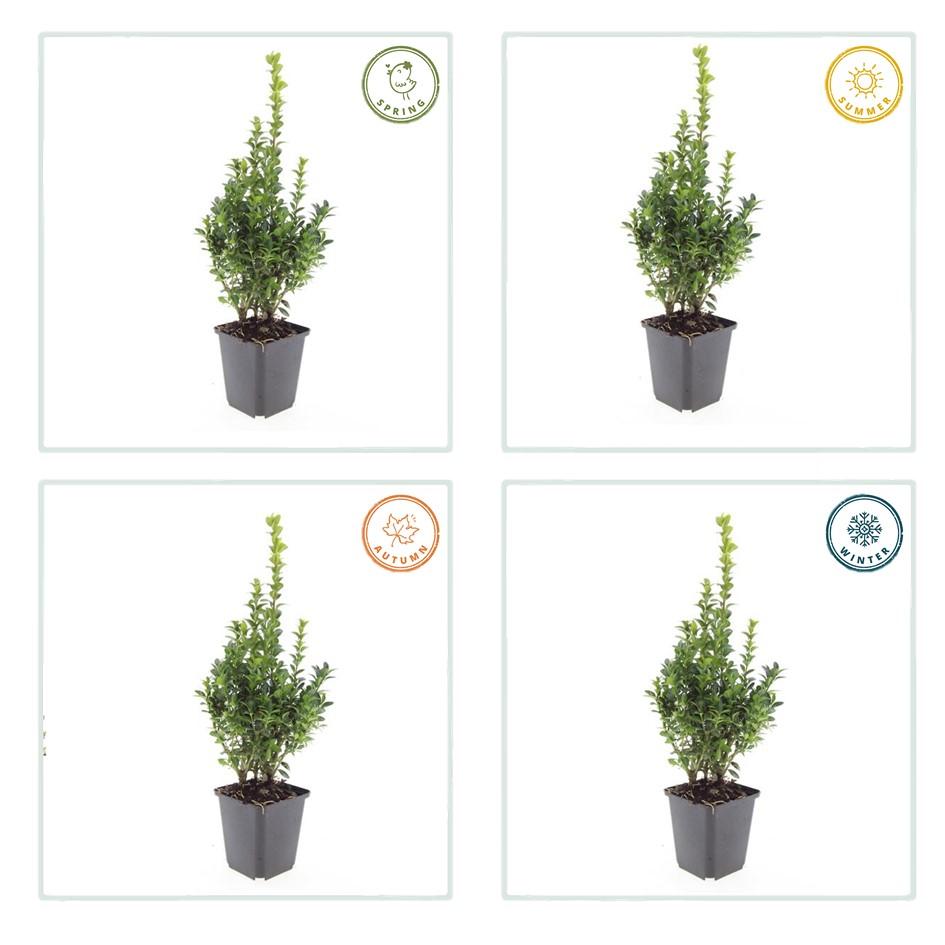 Buxus sempervirens (Gewöhnlicher Buchsbaum)
