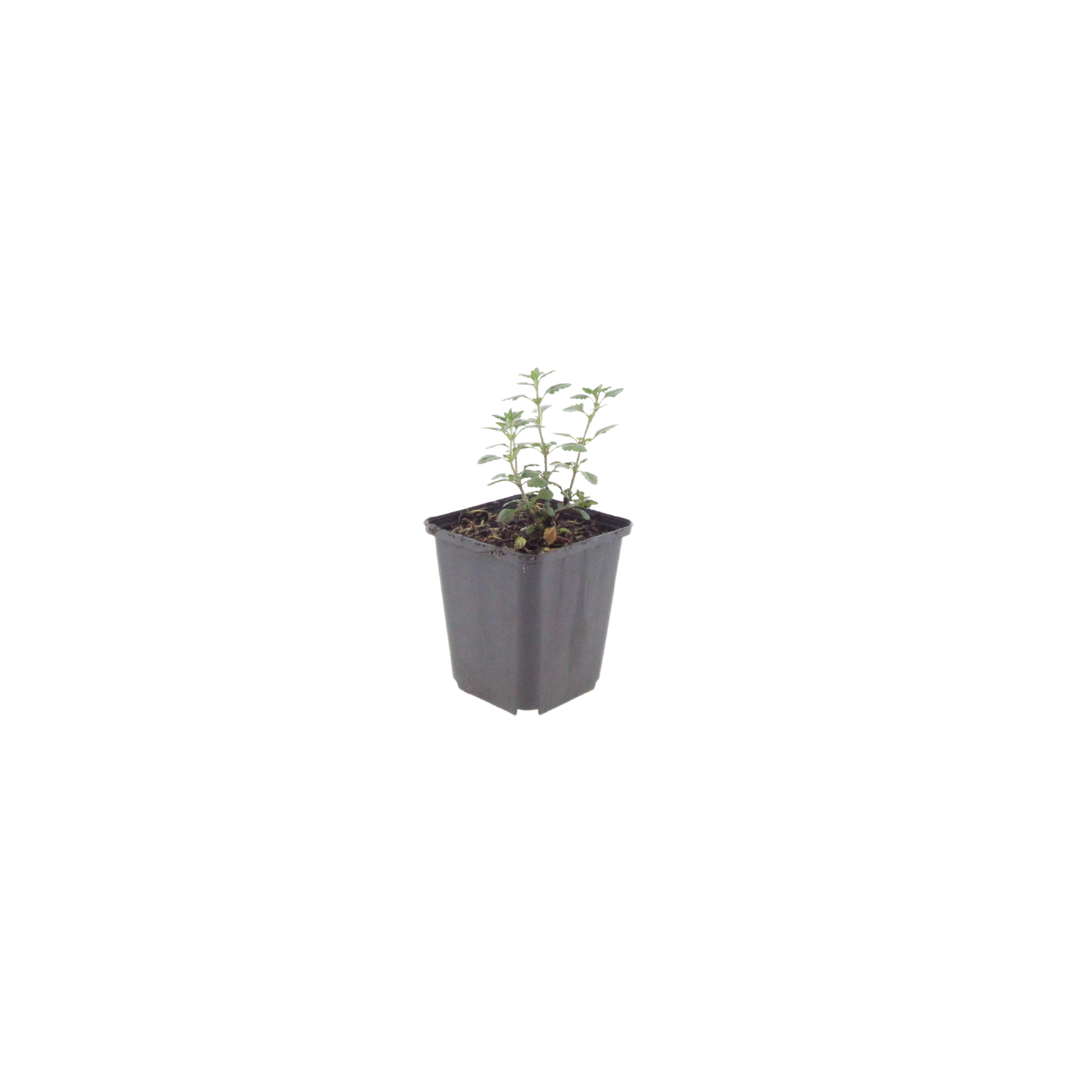 Teucrium lucidrys