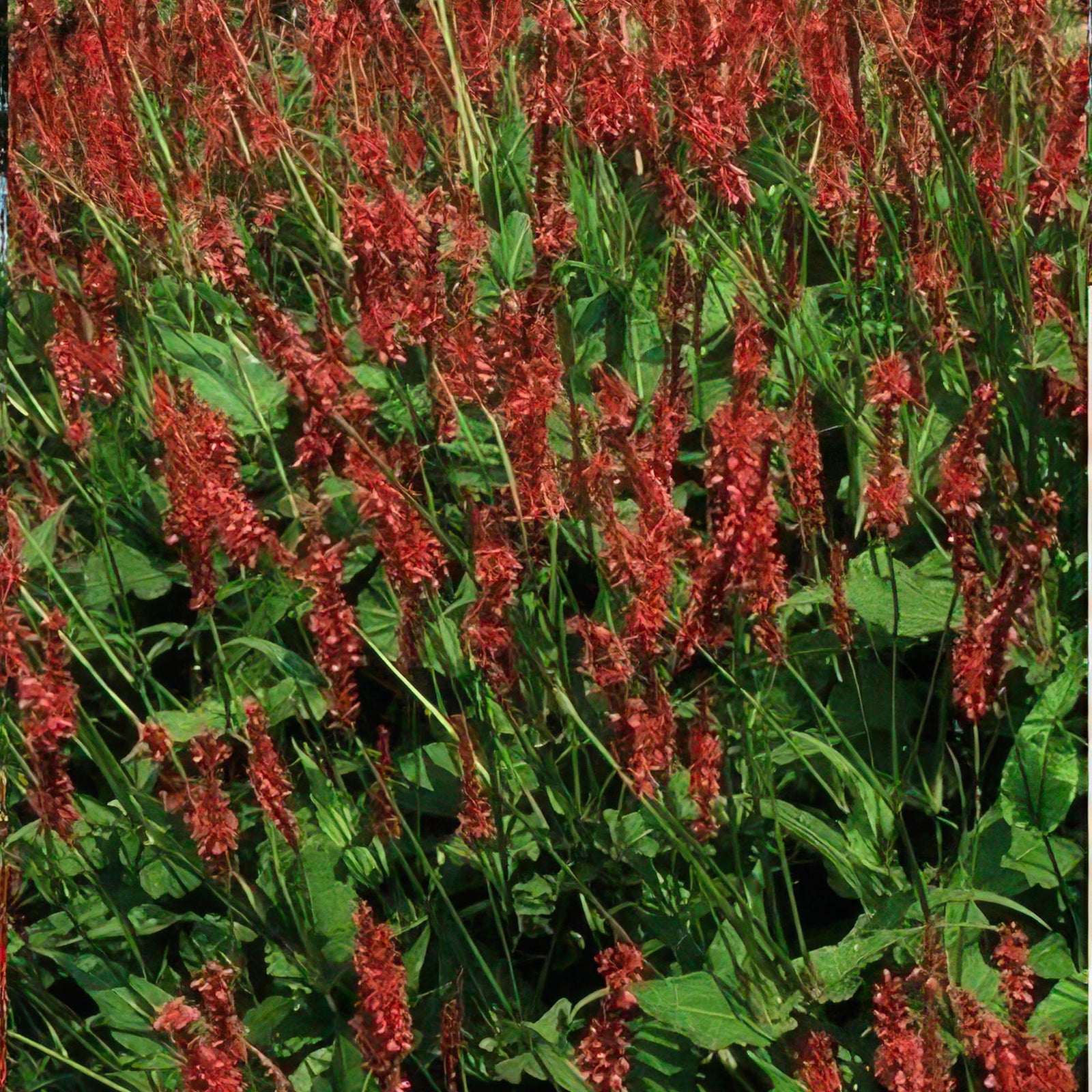 Persicaria amplexicaulis (Kerzen-Knöterich)
