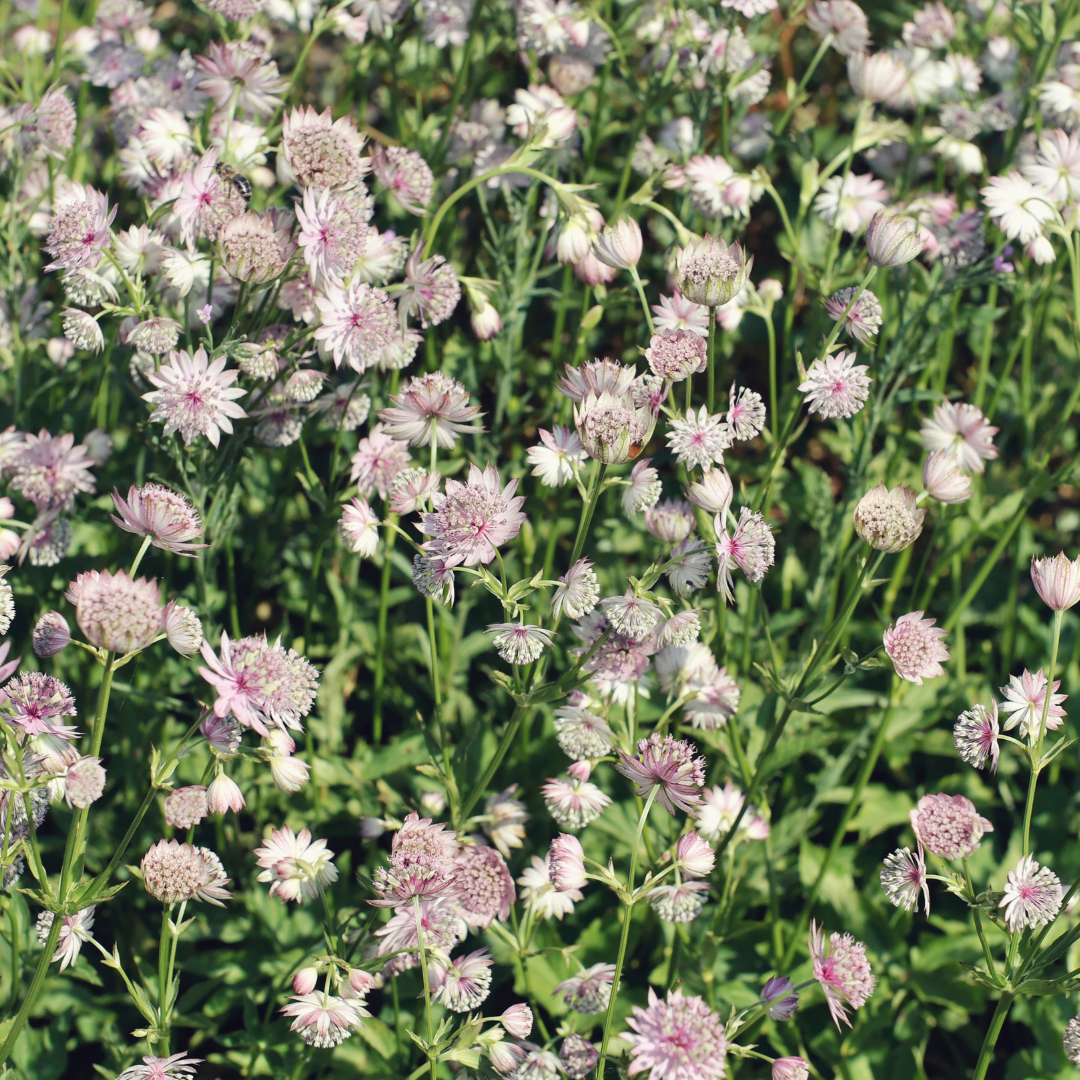 Sterndolde (Astrantia major)