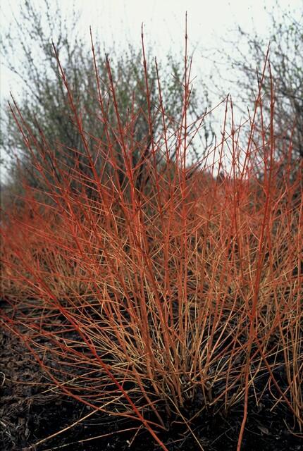 Hartriegel ‘Midwinter Fire’ (Cornus sanguinea)