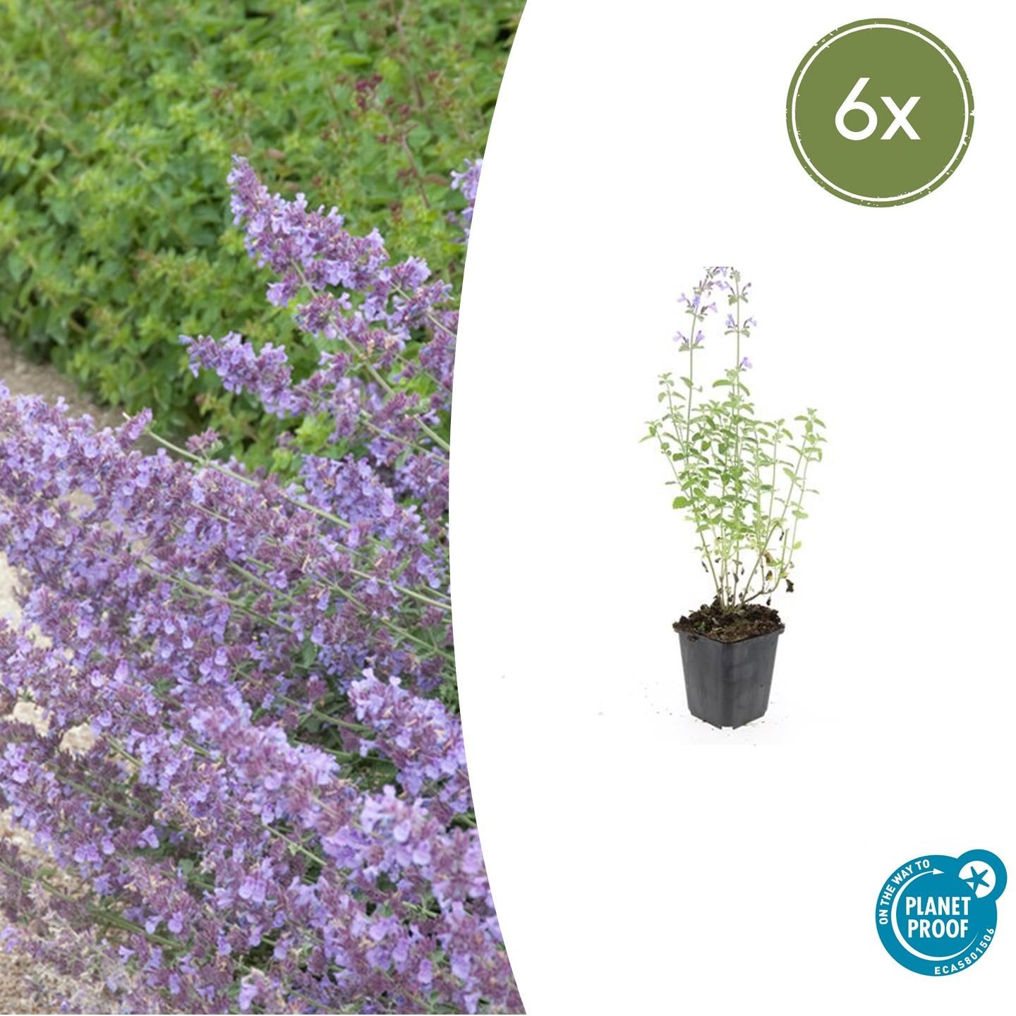 Katzenminze ‘Walker’s Low’ (Nepeta)