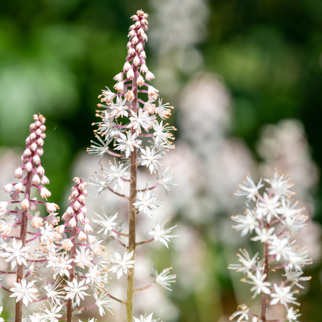 Tiarella cordifolia