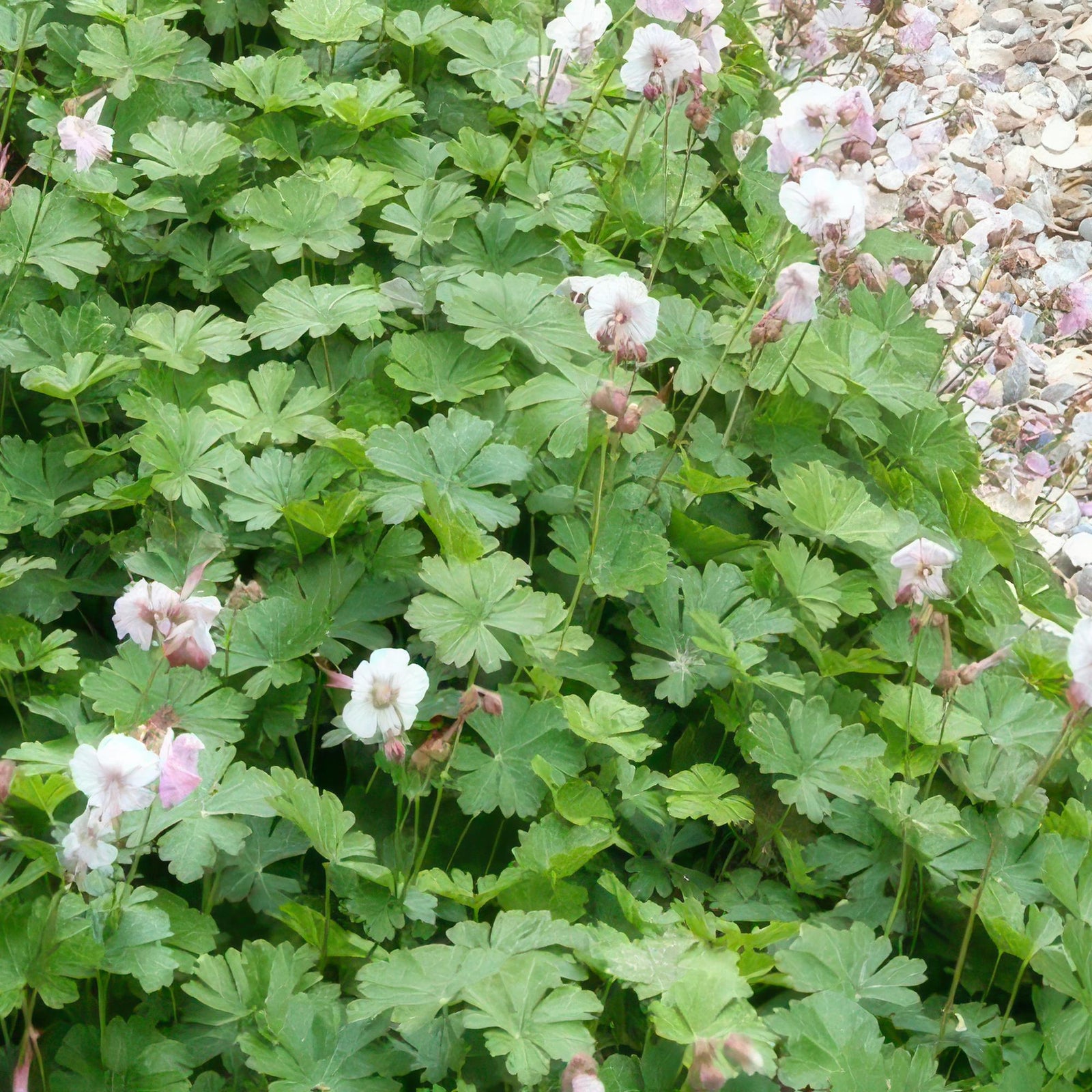 Storchschnabel ‘Biokovo’ (Geranium cantabrigiense)