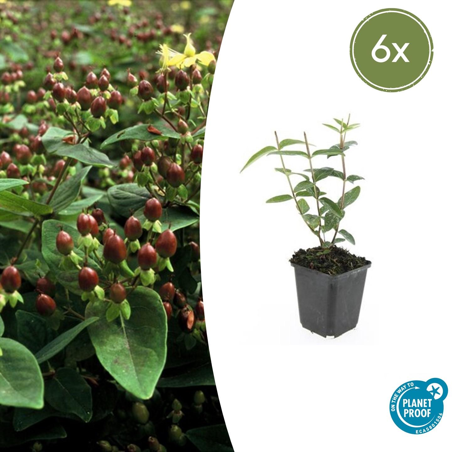 Zier-Johanniskraut ‘Rheingold’ (Hypericum inodorum)