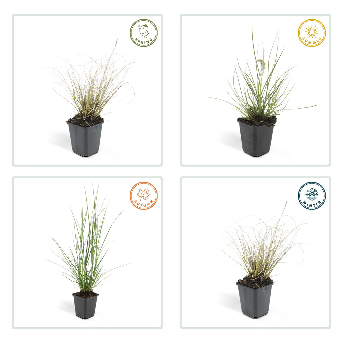 Lampenputzergras (Pennisetum alopecuroides)