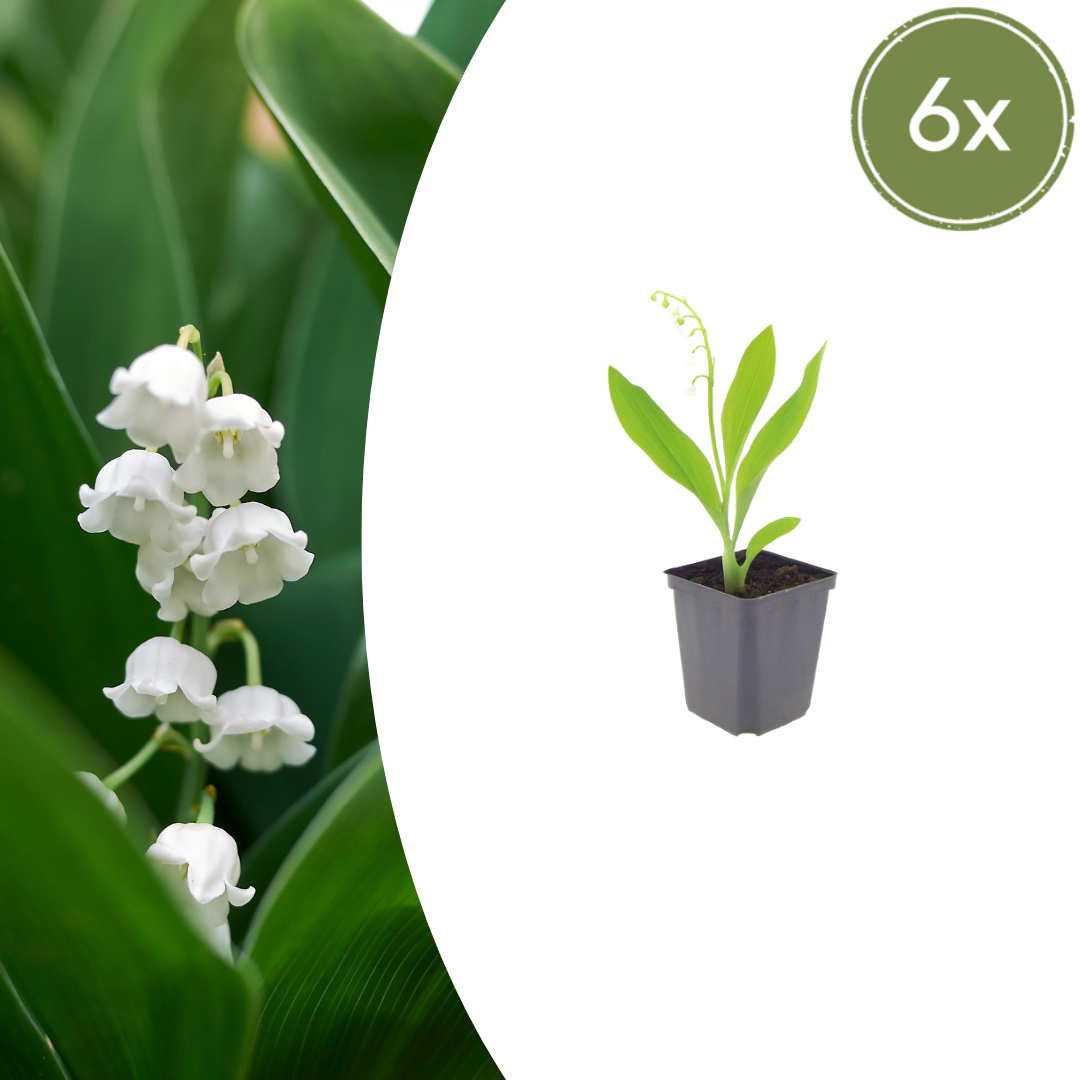 Convallaria majalis