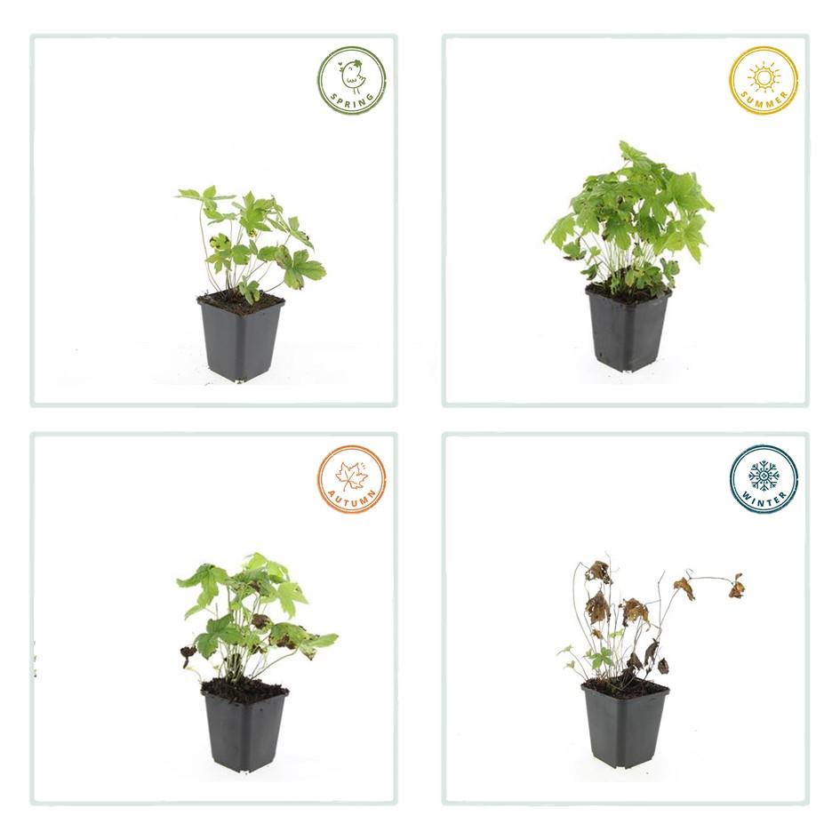 Knoten-Storchschnabel (Geranium nodosum)