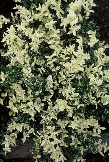 Kriechspindel ‘Harlequin’ (Euonymus fortunei)