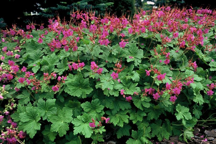 Duft-Storchschnabel ‘Czakor’ (Geranium macrorrhizum)