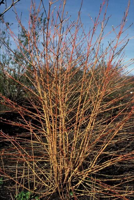 Hartriegel ‘Midwinter Fire’ (Cornus sanguinea)