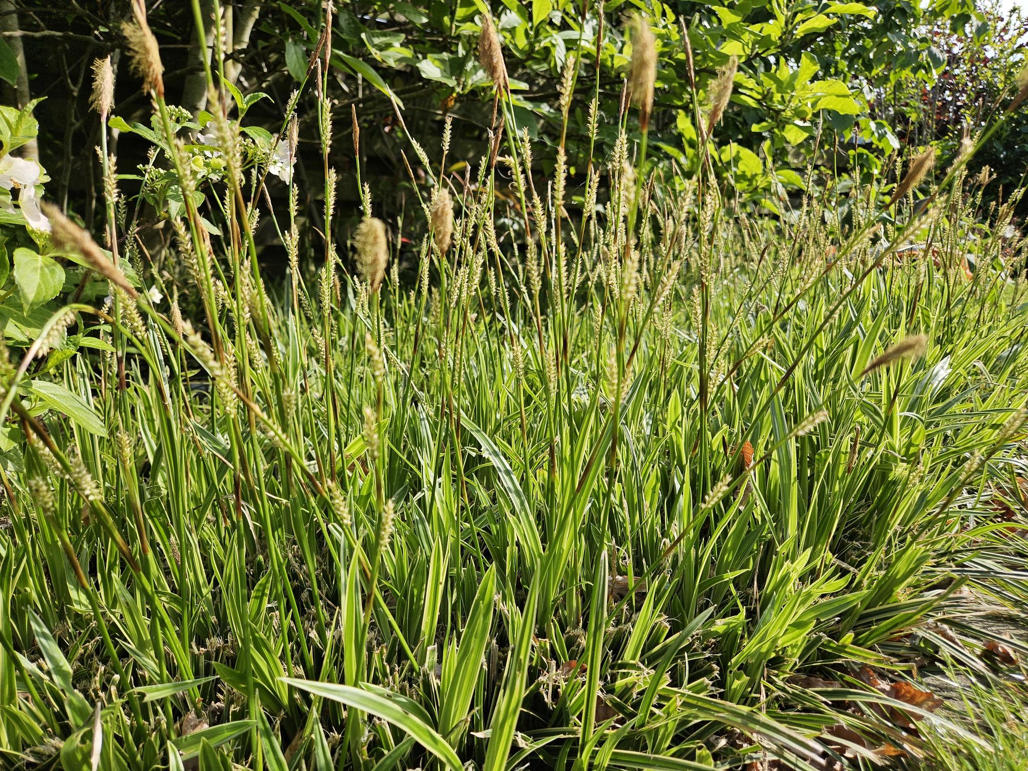 Japan-Segge ‘Aureovariegata’ (Carex morrowii)