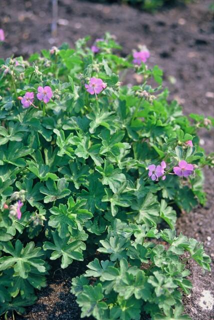 Storchschnabel ‘Cambridge’ (Geranium cantabrigiense)