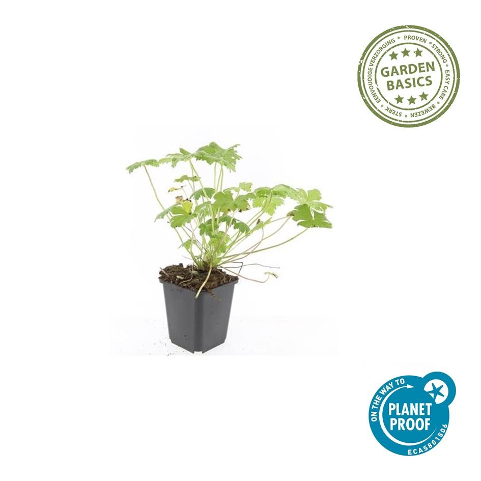 Geranium ‘Tiny Monster’ (Storchschnabel)