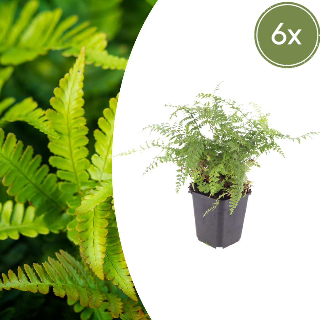 Polystichum setiferum ‘Herrenhausen’ (Weicher Schildfarn)