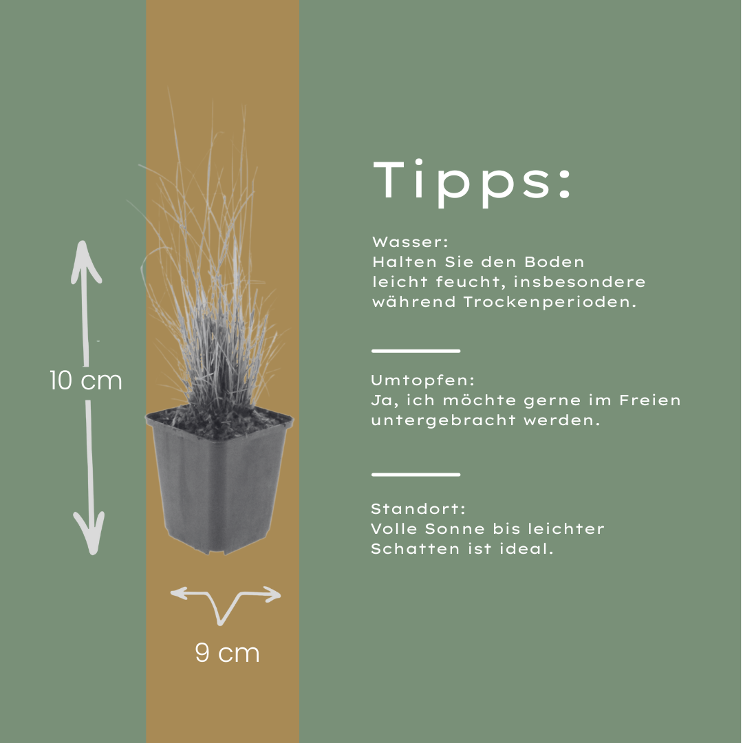 Calamagrostis brachytricha (Diamantgras)