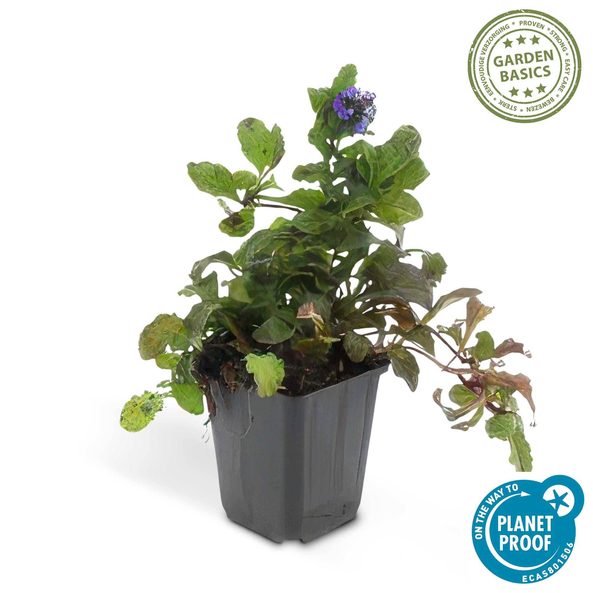 Ajuga reptans (Kriechender Günsel)