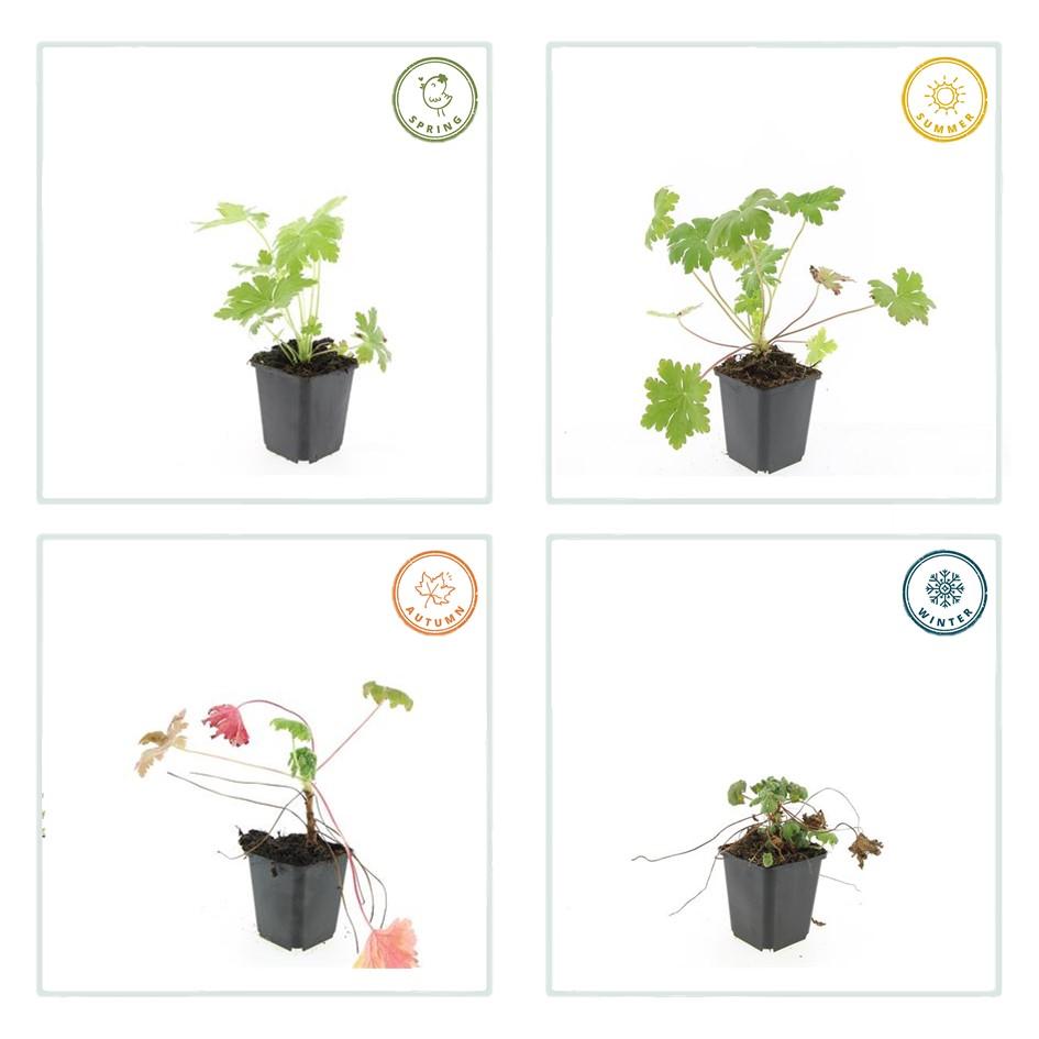 Duft-Storchschnabel ‘Ingwersen’s Varietät’ (Geranium macrorrhizum)