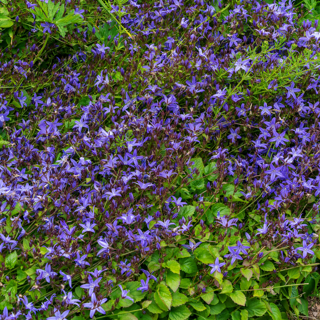 Campanula poscharskyana (Polster-Glockenblume)