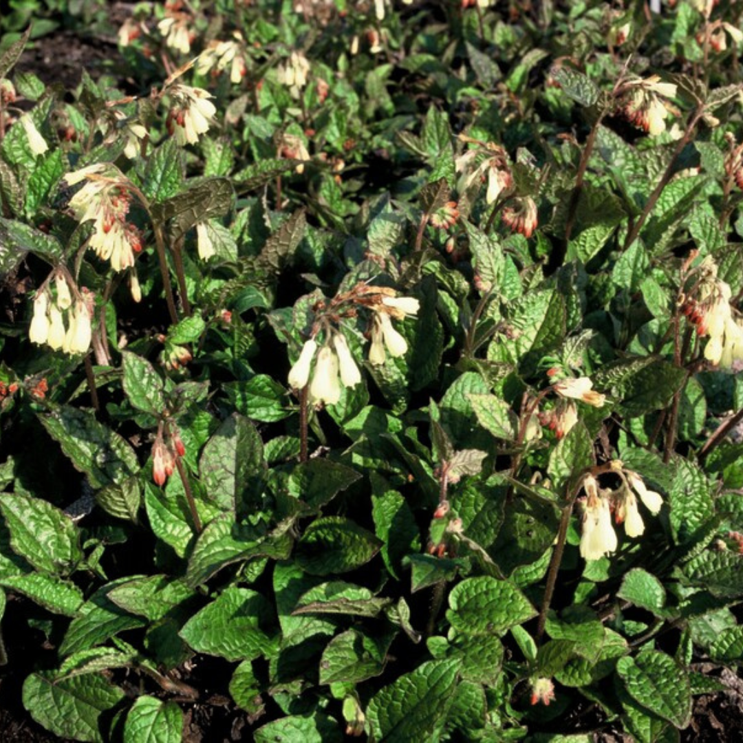 Symphytum grandiflorum (Kaukasus-Beinwell)