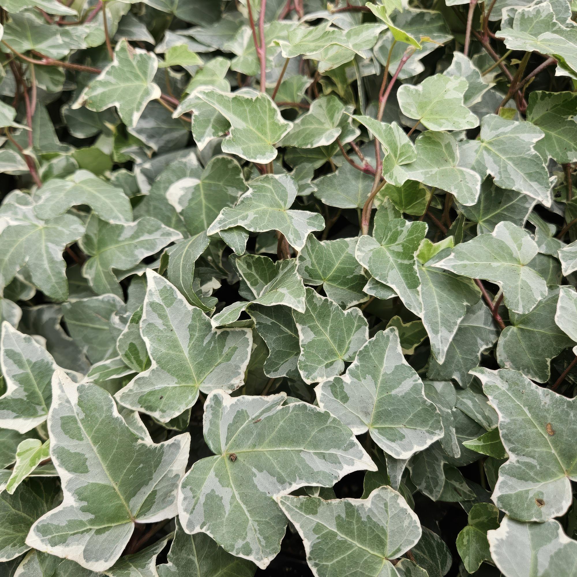 Efeu ‘Glacier’ (Hedera helix)