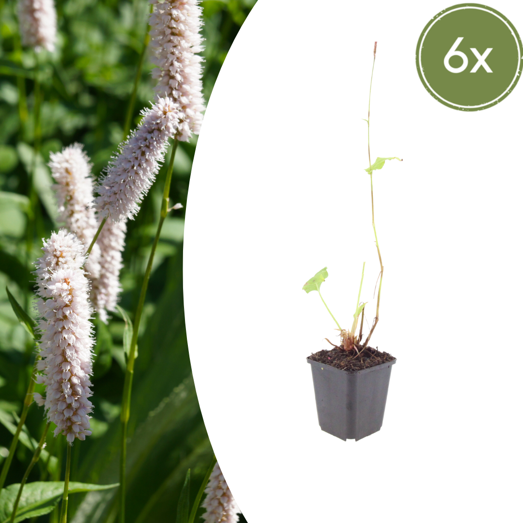 Wiesenknöterich ‘Superba’ (Persicaria bistorta)
