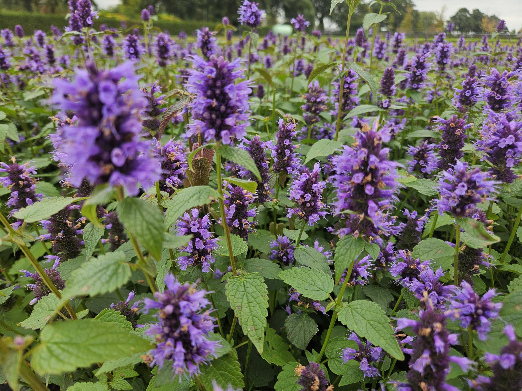 Duftnessel ‘Blue Fortune’ (Agastache)