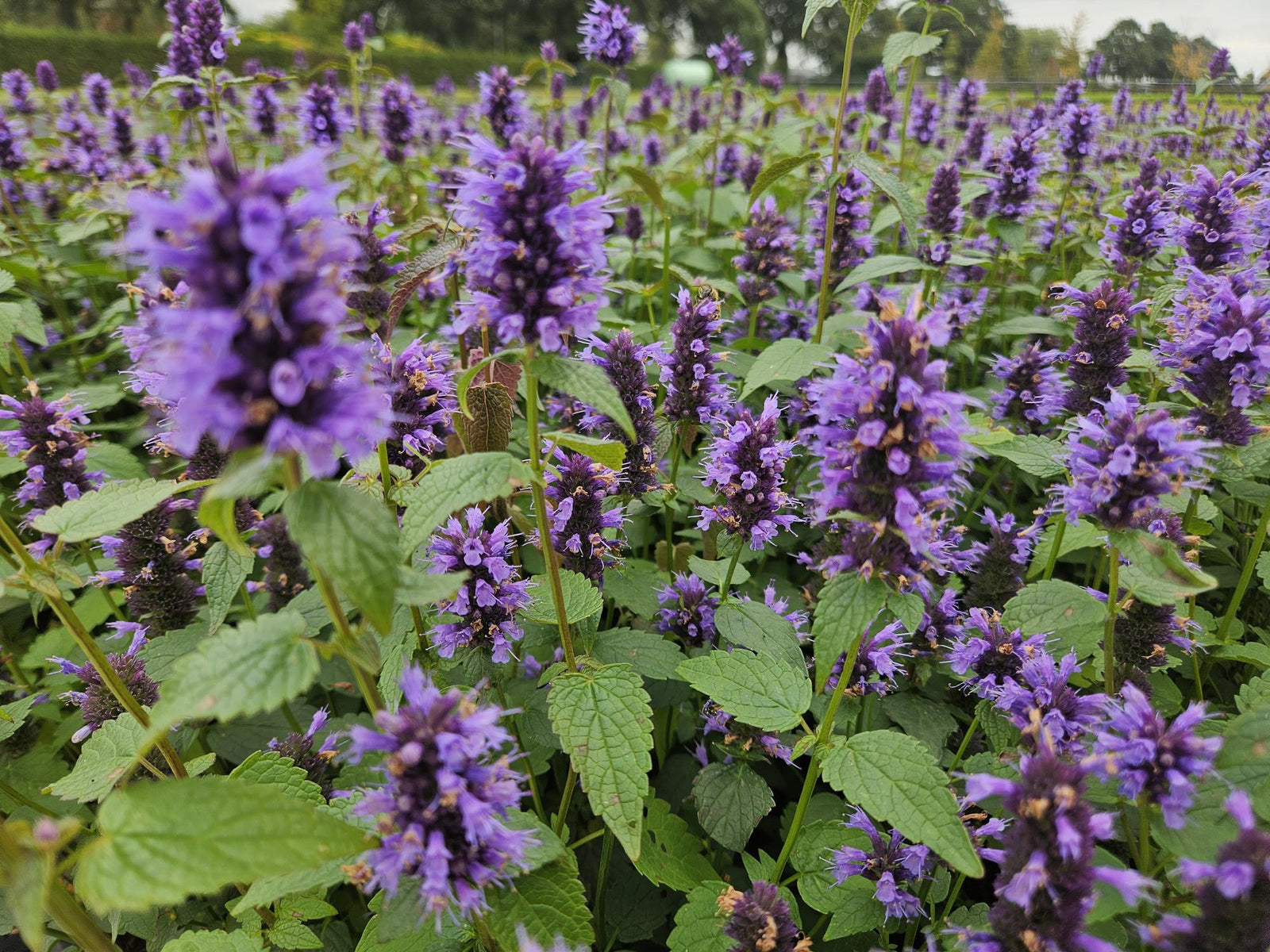 Duftnessel ‘Blue Fortune’ (Agastache)