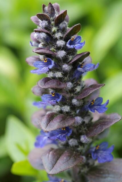 Günsel ‘Catlin’s Giant’ (Ajuga reptans)