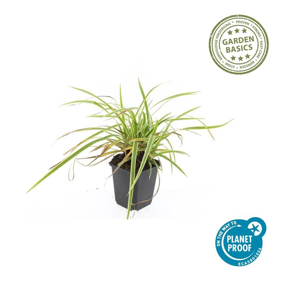 Japan-Segge ‘Aureovariegata’ (Carex morrowii)