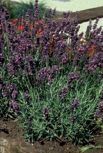 Echter Lavendel ‘Munstead’ (Lavandula angustifolia)