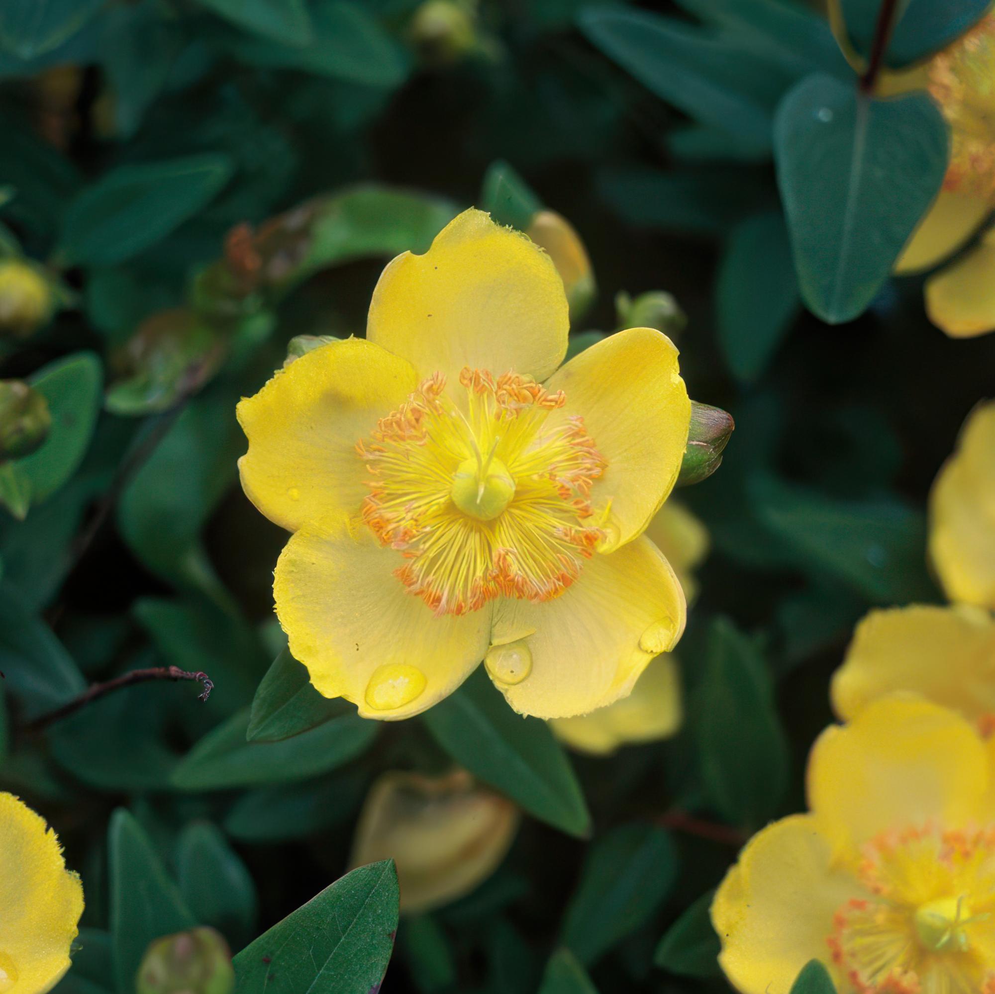 Johanniskraut (Hypericum calycinum)