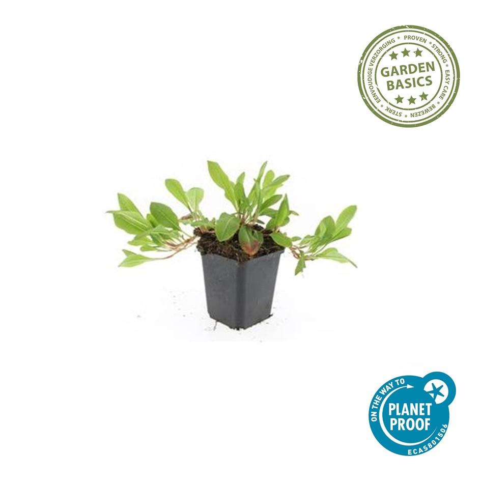 Kerzenknöterich ‘Darjeeling Red’ (Persicaria affinis)