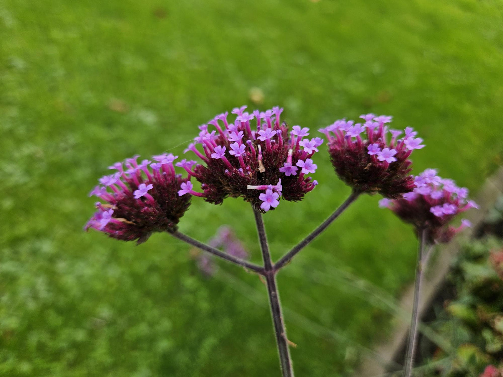 Verbena bonariensis ‘Lollipop’ (Patagonisches Eisenkraut)