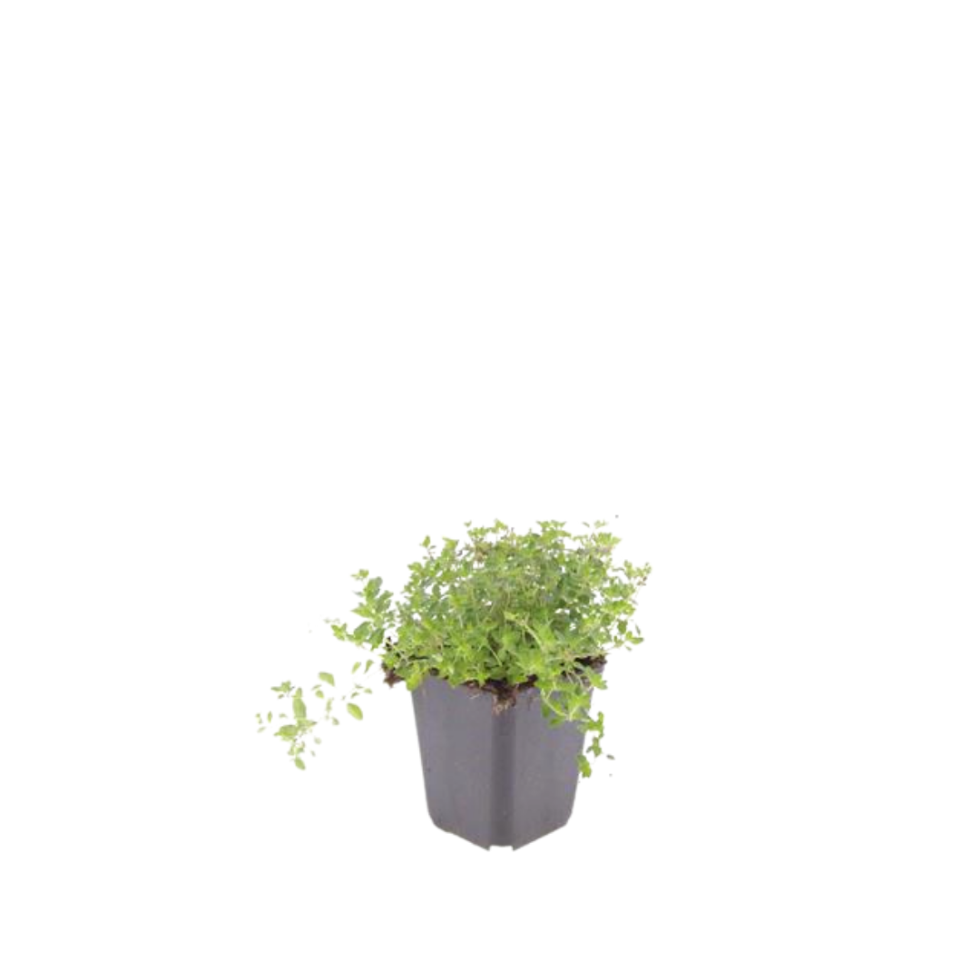 Thymus serpyllum (Sand-Thymian)