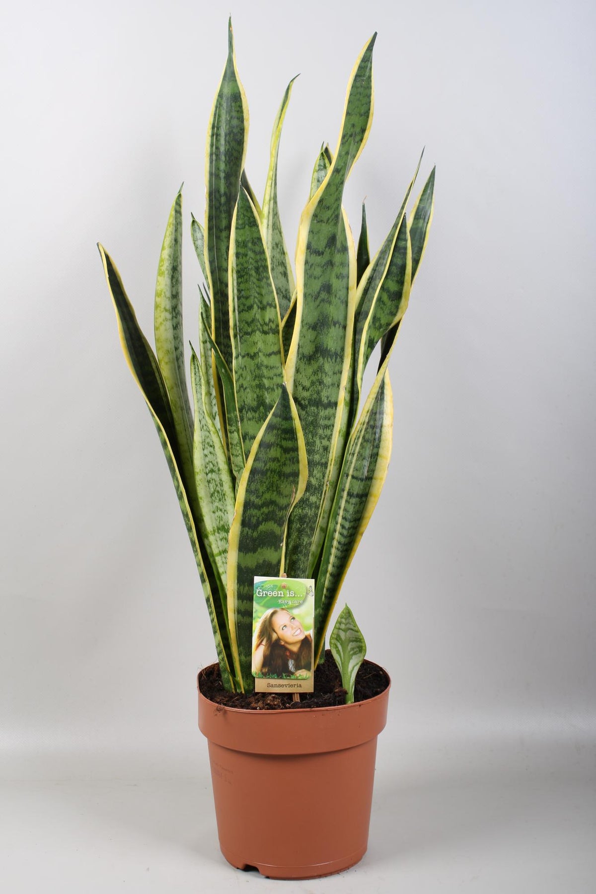 Sansevieria Laurentii - Ø21cm - ↕80cm